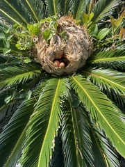 Cycas revoluta
