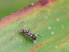 Ichneumonoidea