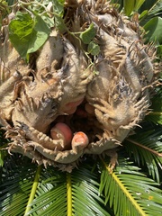 Cycas revoluta