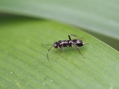 Ichneumonoidea