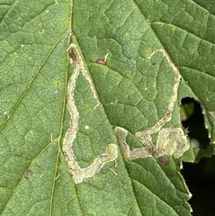Phytomyza spondylii group