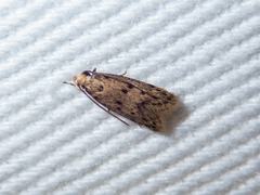 Hofmannophila pseudospretella