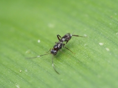 Ichneumonoidea