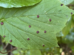 Puccinia linkii