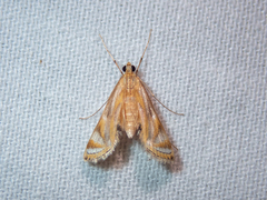 Eoophyla
