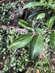 Cryptocarya laevigata