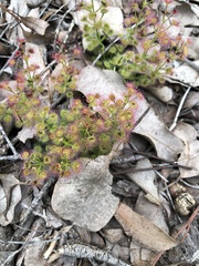 Drosera stolonifera