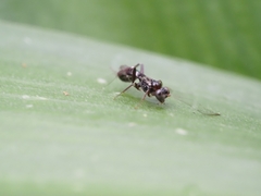 Ichneumonoidea