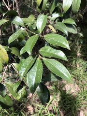 Cryptocarya laevigata