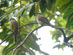 Myiodynastes maculatus