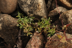 Galium tricornutum