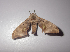 Daphnusa