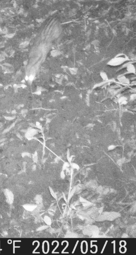 Small Indian Civet