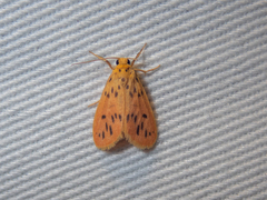 Miltochrista lateritia