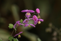Thalictrum chelidonii