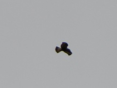 Buteo lagopus