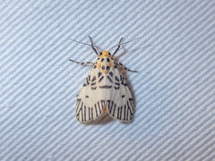 Ammatho hypoprepioides