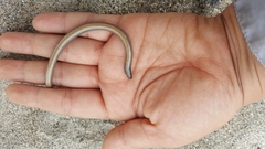 Anniella geronimensis