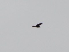 Buteo lagopus