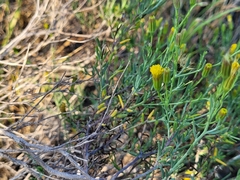 Porophyllum scoparium