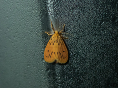 Miltochrista lateritia