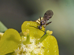 Syzeuctus tigris