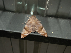 Acosmeryx pseudonaga