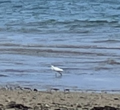 Ardea alba