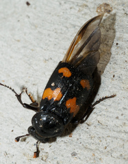 Nicrophorus orbicollis