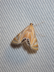 Eoophyla menglensis