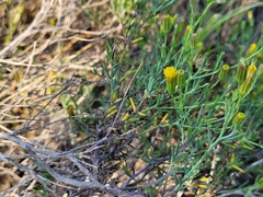 Porophyllum scoparium