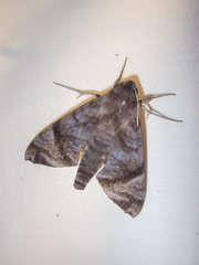 Acosmeryx pseudonaga