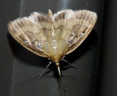 Crocidophora tuberculalis