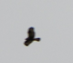 Buteo lagopus
