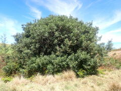 Brabejum stellatifolium