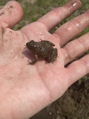 Phrynobatrachus natalensis