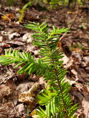 Taxus