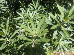 Brabejum stellatifolium