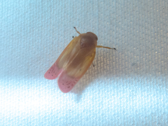 Eoscarta liternoides