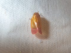 Eoscarta liternoides