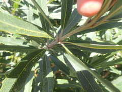 Brabejum stellatifolium