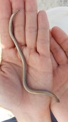 Anniella geronimensis