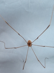 Leiobunum aldrichi