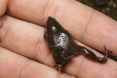 Rio Elongated Frog photo 2