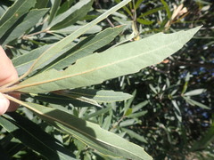 Brabejum stellatifolium