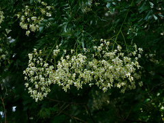 Styphnolobium japonicum