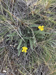 Goodenia willisiana