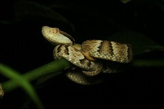 Bothrops jararaca