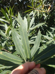 Brabejum stellatifolium