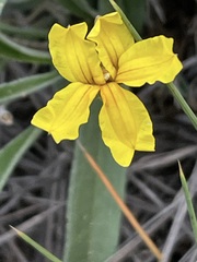 Goodenia willisiana